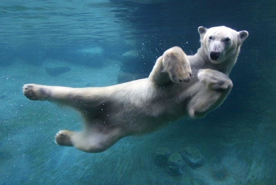 Современная экология угрожает существованию белых медведей