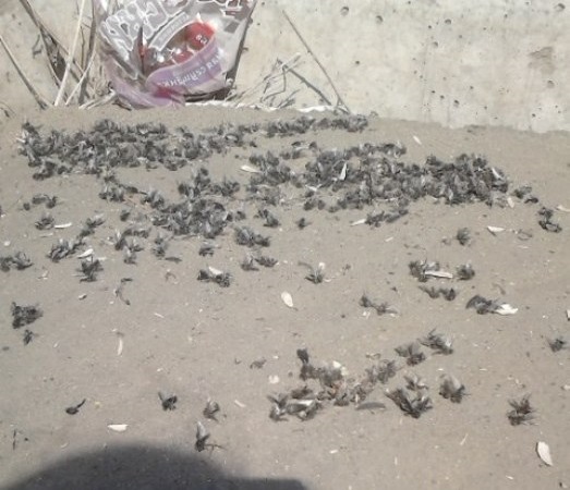 Набережная в Тольятти усеяна трупами мух