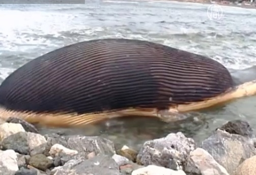 Тушу кита прибило к побережью Ньюфаундленда 