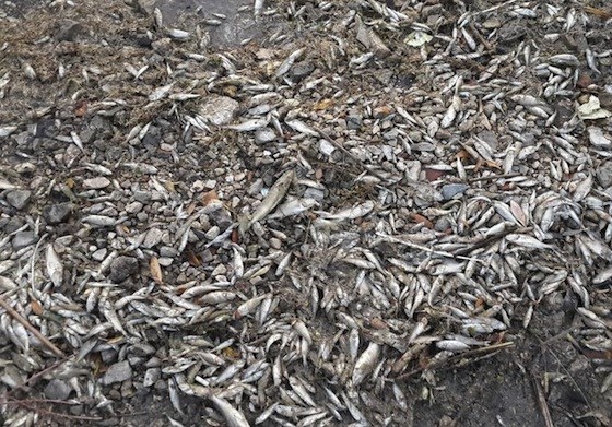 Мертвая рыба на берегу у Тольятти
