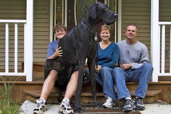 Дог Зевс считался самой высокой собакой в мире