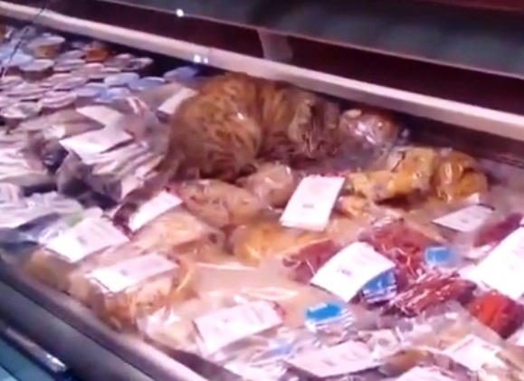 Кот из витрины магазина во Владивостоке стал сверхпопулярен