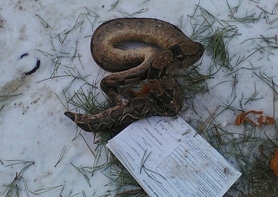 Труп змеи был найден у дома №18 по бульвару Гая в Тольятти
