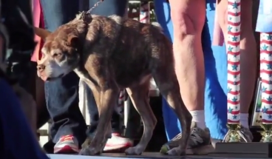 Квази Модо - победитель конкурса самых уродливых собак 
