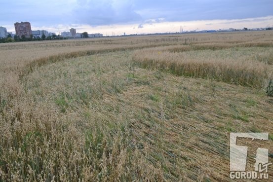 Местами растения в кругах на поле в Тольятти были повреждены