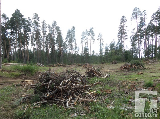 Власти Тольятти должны контролировать все происходящее в лесу