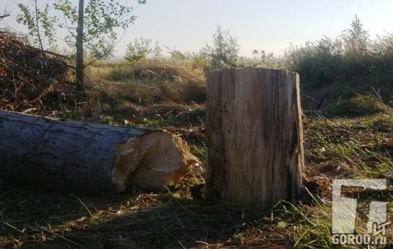 "Под нож" в Тольятти идут не тронутые огнем деревья