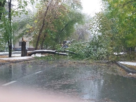 Дерево рухнуло во время первого снегопада в Тольятти