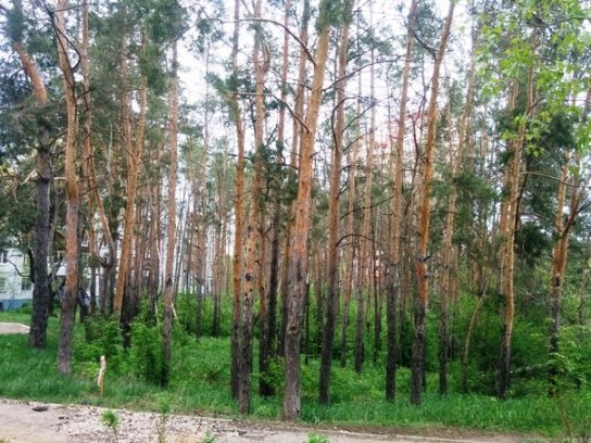 Этот лес планируют вырубить для постройки гостиницы