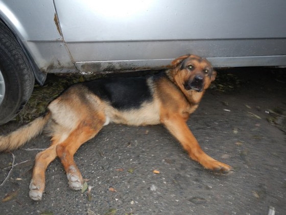 Собаку выкинули под колеса недалеко от клиники "Визави"