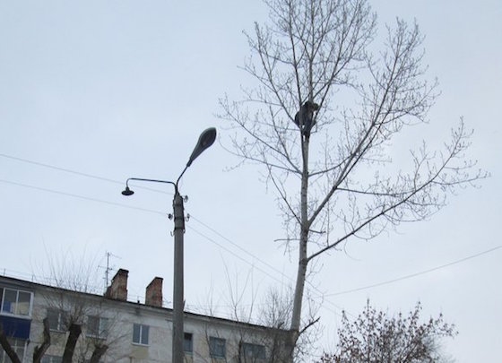 Жителю Сызрани было хорошо на дереве, слезать он не хотел