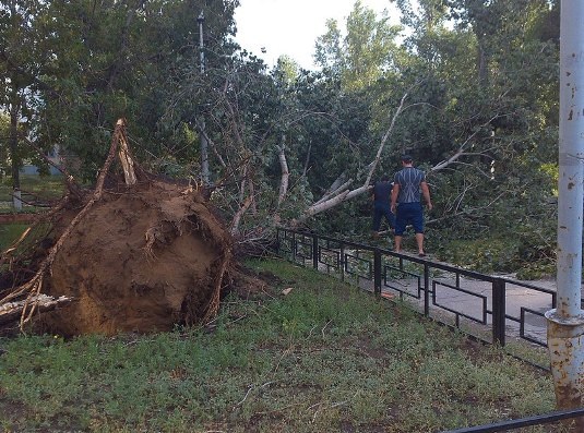 В Тольятти ураган валил деревья