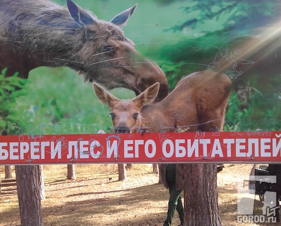 Депутаты провели объезд по лесам Тольятти