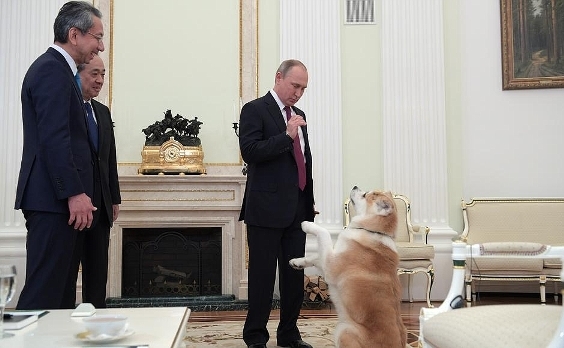 Собака Юмэ - подарок Путину от японских властей