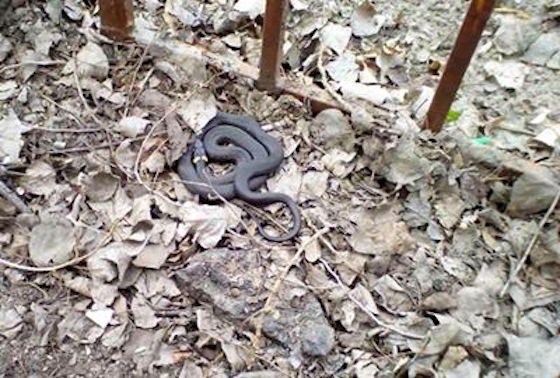 Обнаруженная в Тольятти "большая змея" оказалась ужом