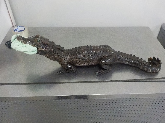 Чучело крокодила было куплено на рынке в Республике Конго 
