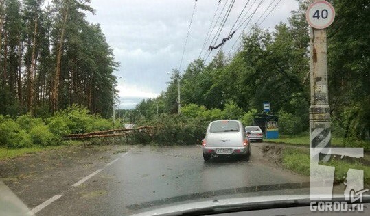 Дорогу в зоне отдыха Тольятти перекрыло упавшее дерево