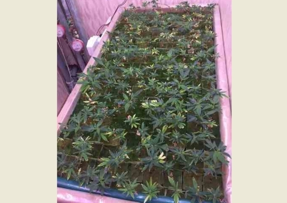 Домашняя плантация тольяттинского наркоагронома 