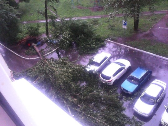 В Тольятти сегодня попадало немало деревьев