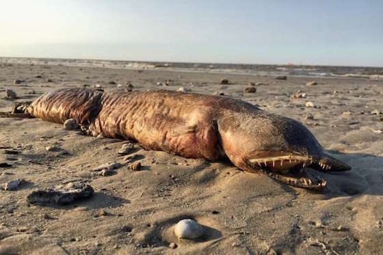 Выброшенное ураганом на пляж Техаса морское чудовище