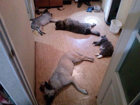 В квартире на Баныкина были обнаружены трупы собак и кошки