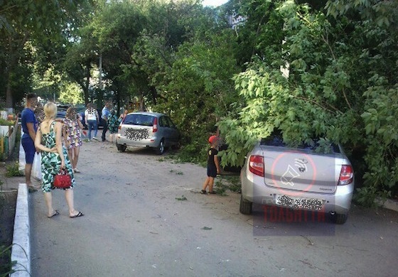 Дерево упало у дома № 70 по ул. Победы в Тольятти