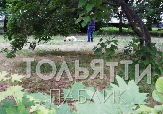 На месте уличного убийства в Тольятти