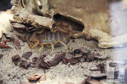 Скорпион парабутус лиосома