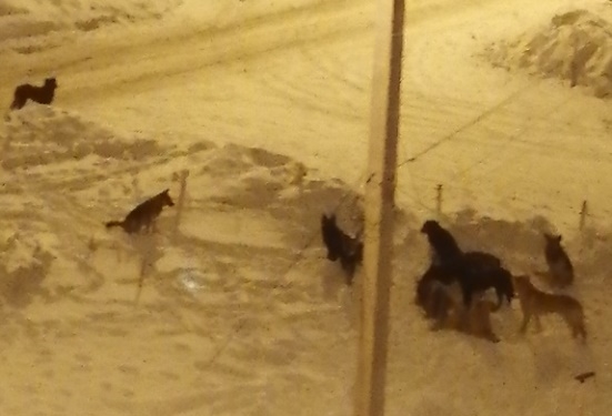 Стая голодных собак в Центральном районе Тольятти 