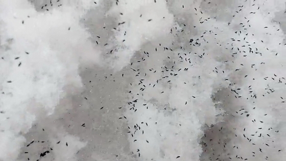 В Балашейке "выпал" снег вот с такими насекомыми