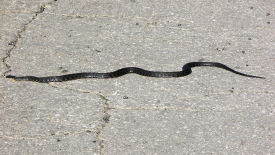 Змея на набережной 8 квартала