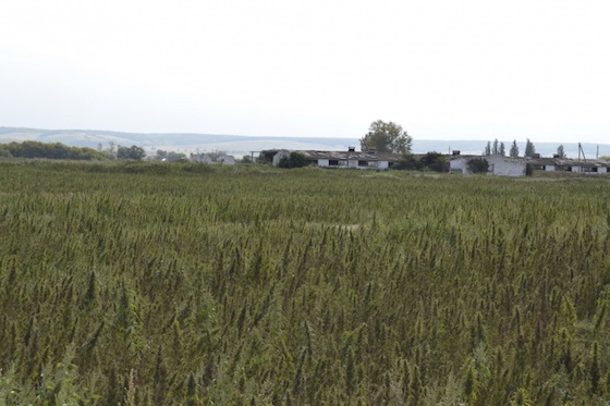 Конопляное поле обнаружили у села Калиновка