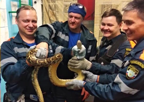 Змея была поймана у дома № 34 по ул. Ворошилова