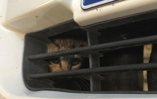 Котенок пробрался под капот служебного автомобиля ДПС