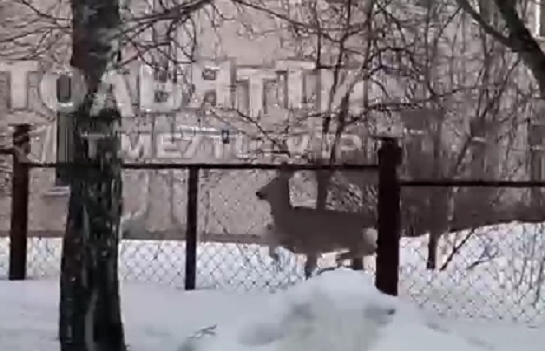 Смотреть видео