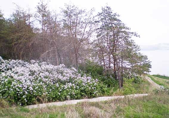 Вид из кладбищенской сирени. Фото 13.05.2012