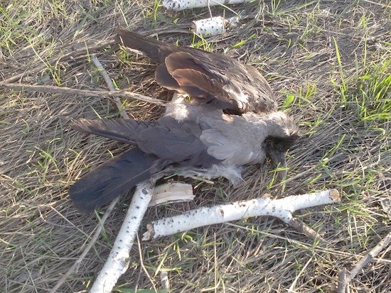 Мертвые птицы на Южном шоссе в Тольятти