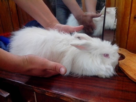 Кролика-альбиноса нашли в 4 квартале Тольятти 
