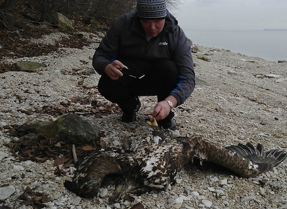 Житель Тольятти нашел мертвого орла у телевышки