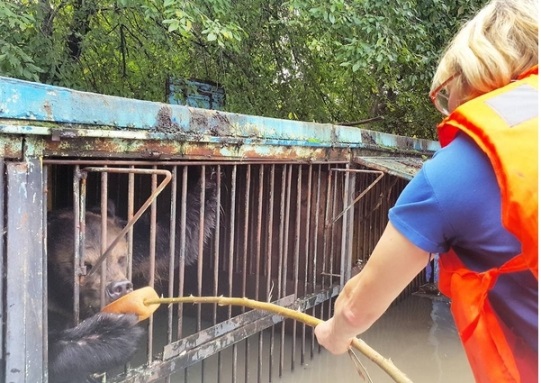 Волонтеры помогают животным в затопленном зоопарке Уссурийска