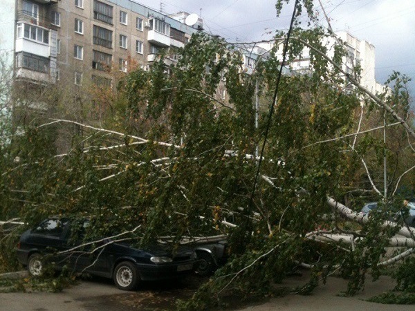 Береза накрыла автостоянку