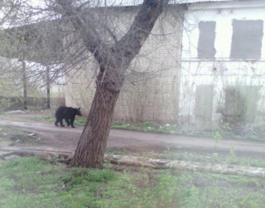 Медведь был обнаружен в гаражном массиве Чапаевска