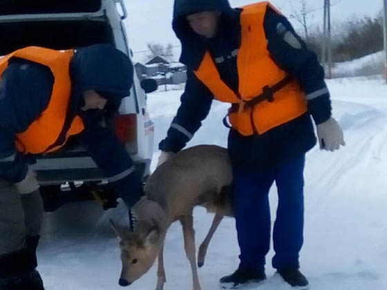 Спасенный в Октябрьске олененок