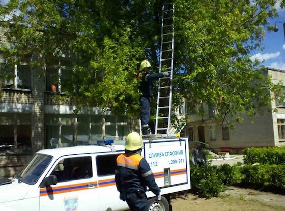 Эвакуация вороньего гнезда в детском саду "Березка"