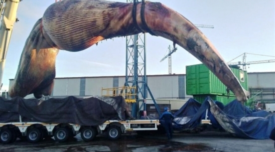 Тушу кита погрузили на низкорамный трейлер 
