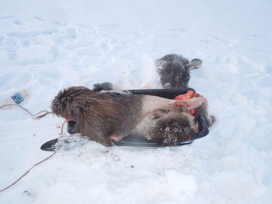 Части туши лося были обнаружены в Шигонском районе