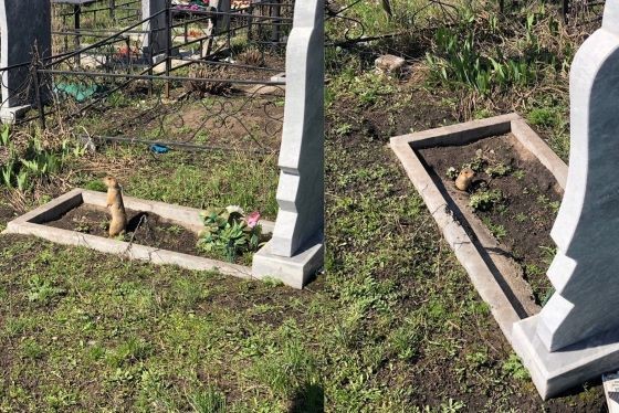 Разгул грызунов на кладбище беспокоит жителей Тольятти