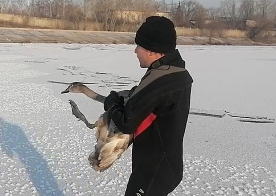 Тольяттинцы приняли погибающего гуся за лебедя 