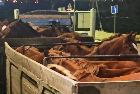 Задержанные лошади были возвращены в Башкортостан 