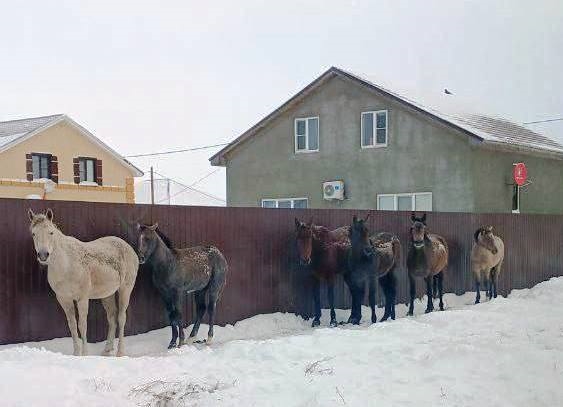 В Васильевке питаются из мусорных баков и плодятся у заборов 